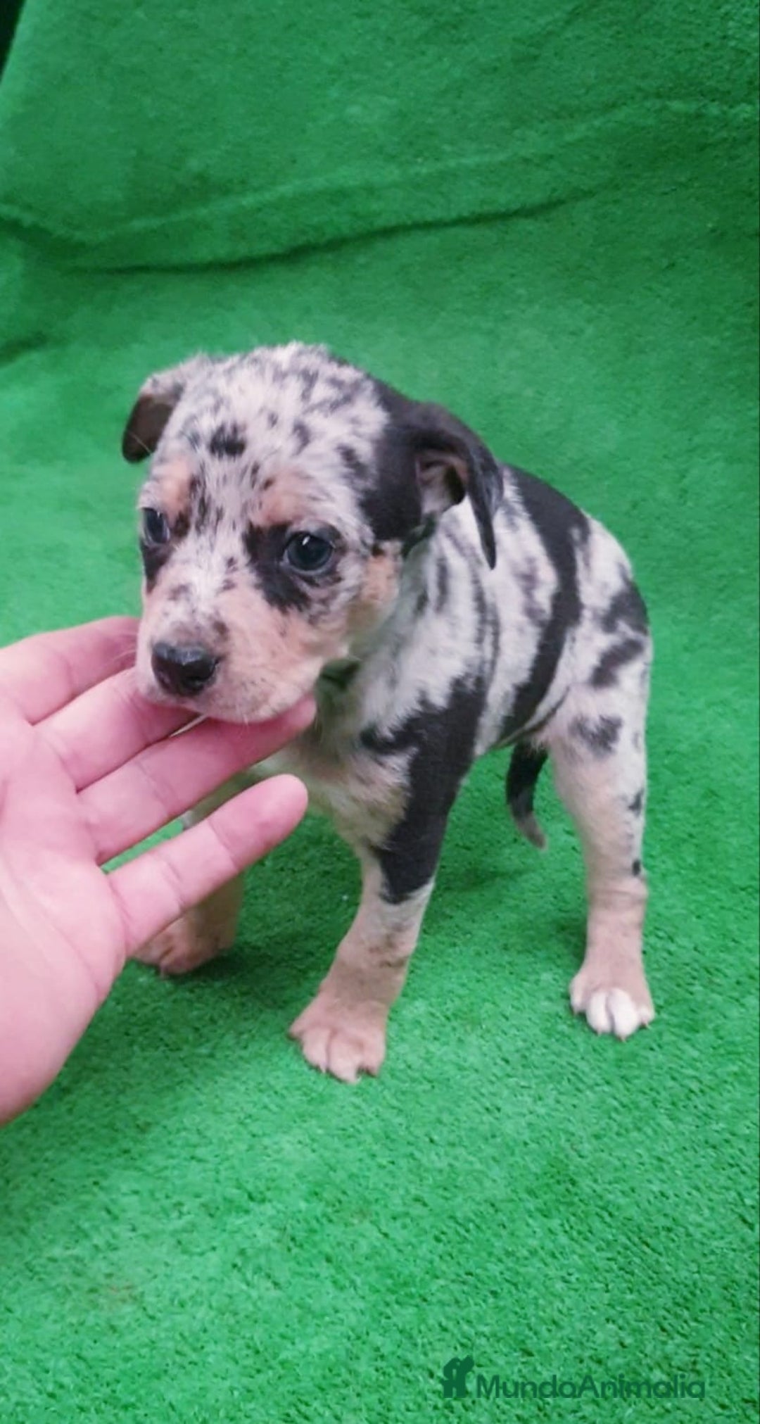 Raza Mixta perros en venta: # Chihuahua _ Pincher # - Anuncio 2