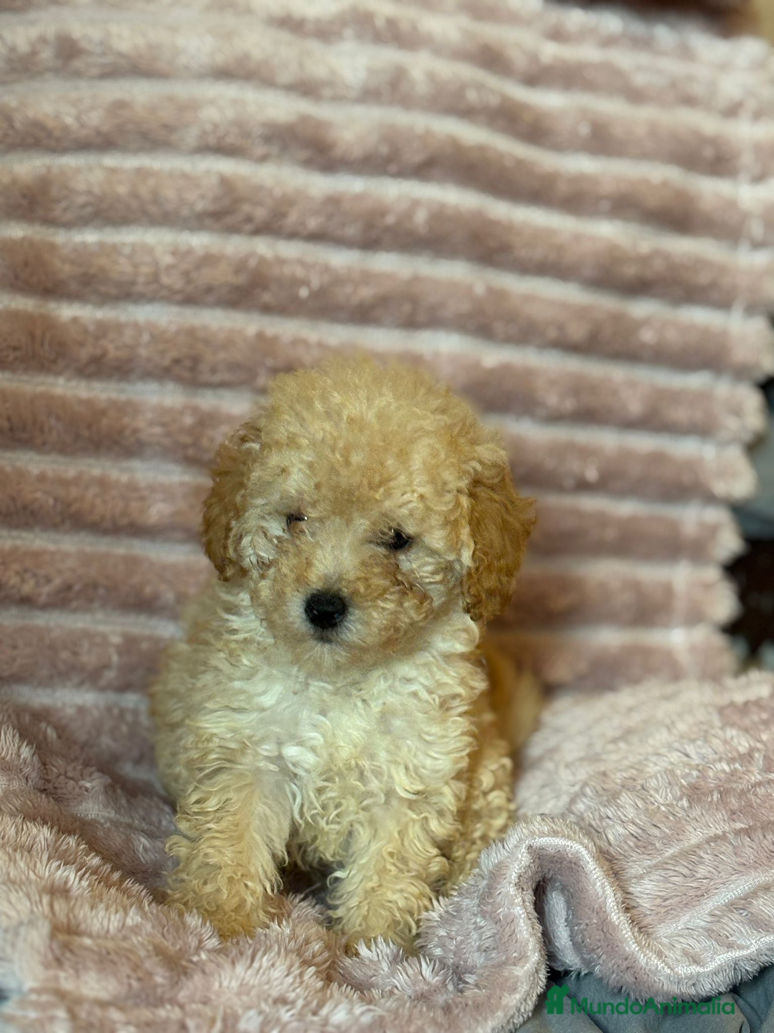 Caniche Toy perros en venta: Últimos machitos caniche toy apricot  - Anuncio 3