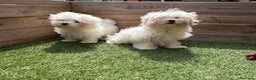 Bichón Maltés perros en venta: BICHON MALTES - Anuncio 2