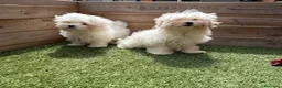 Bichón Maltés perros en venta: BICHON MALTES - Anuncio 2