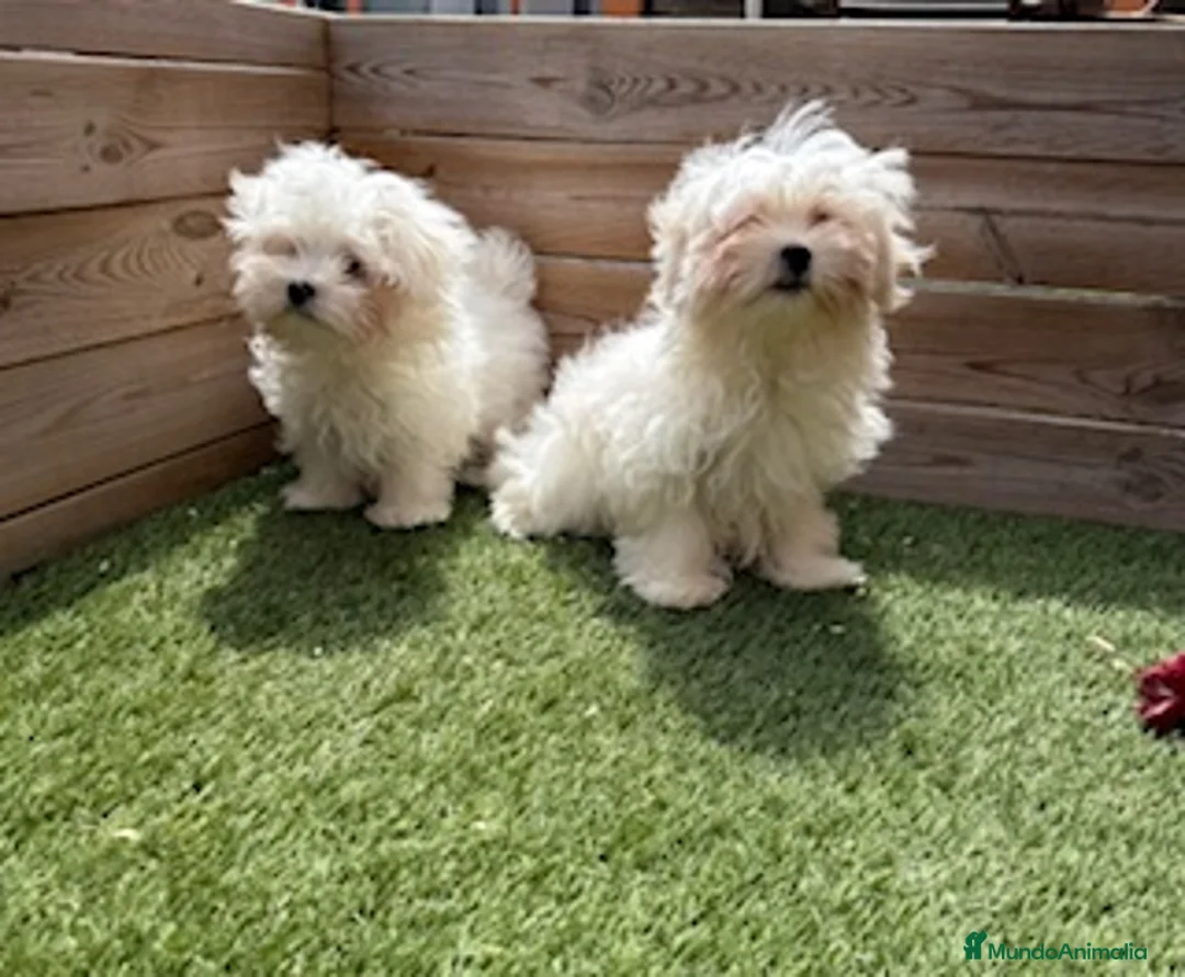 Bichón Maltés perros en venta: BICHON MALTES - Anuncio 2