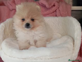 Pomerania perros Lulú de pomerania en Barcelona - Anuncio 15
