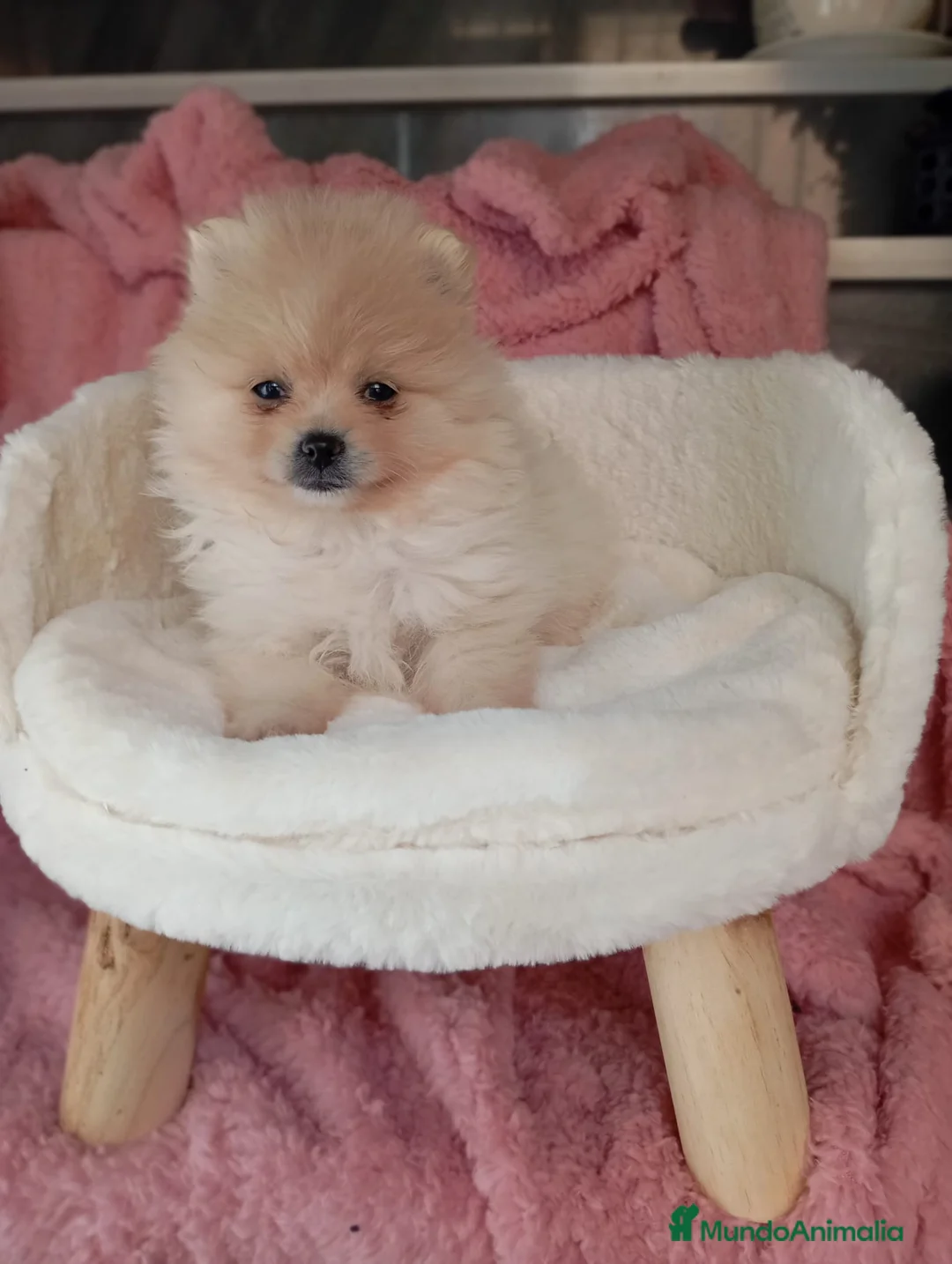 Pomerania perros en venta: Lulú de pomerania  en Barcelona - Anuncio 1