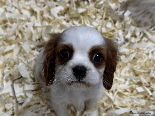 Cavalier King Charles Spaniel perros en Madrid - Anuncio 2