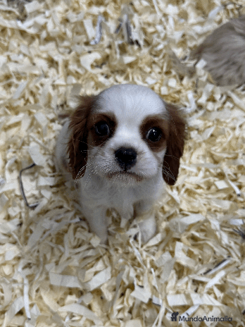 Cavalier King Charles Spaniel perros en Madrid - Anuncio 12