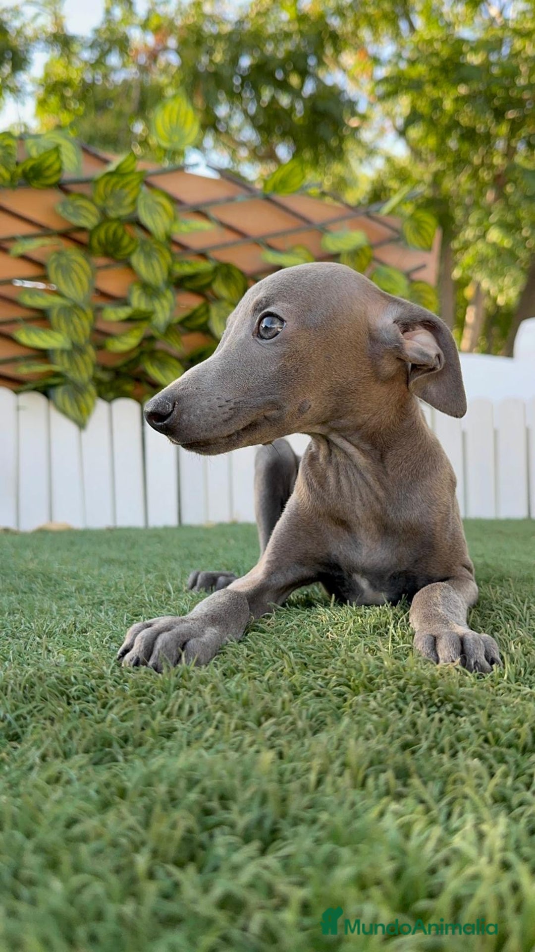 Pequeño Lebrel Italiano perros en venta: PICCOLO BLUE - Imagen 11