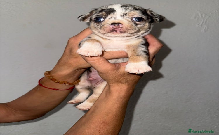 Chihuahua perros - Anuncio 1