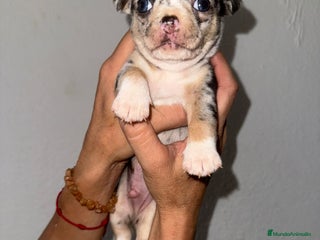 Chihuahua perros - Anuncio 32
