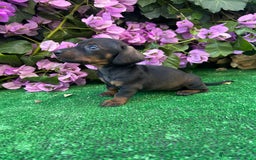 Teckel Miniatura perros en venta: teckel mini  - Imagen 4