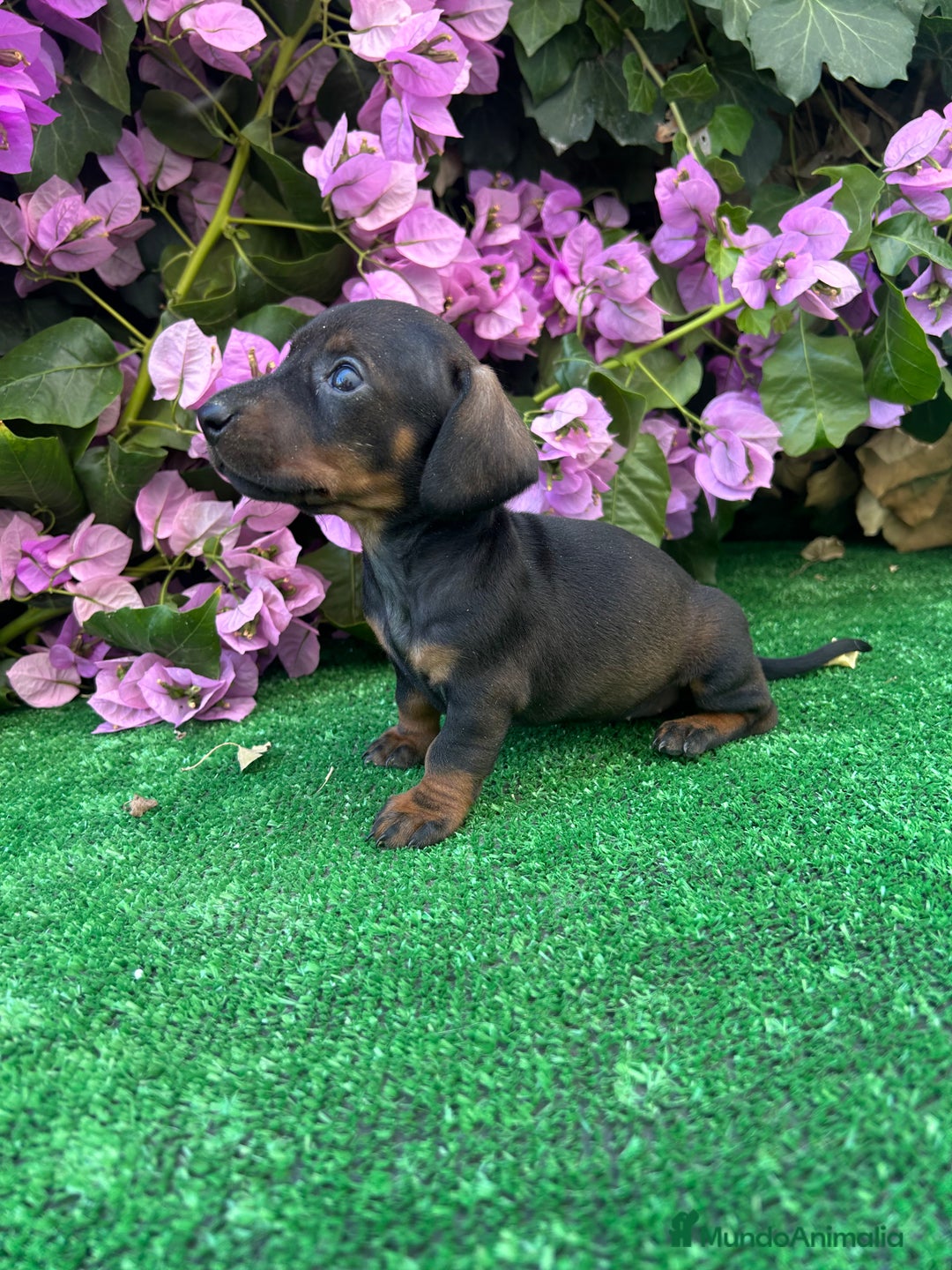 Teckel Miniatura perros en venta: teckel mini  - Imagen 4