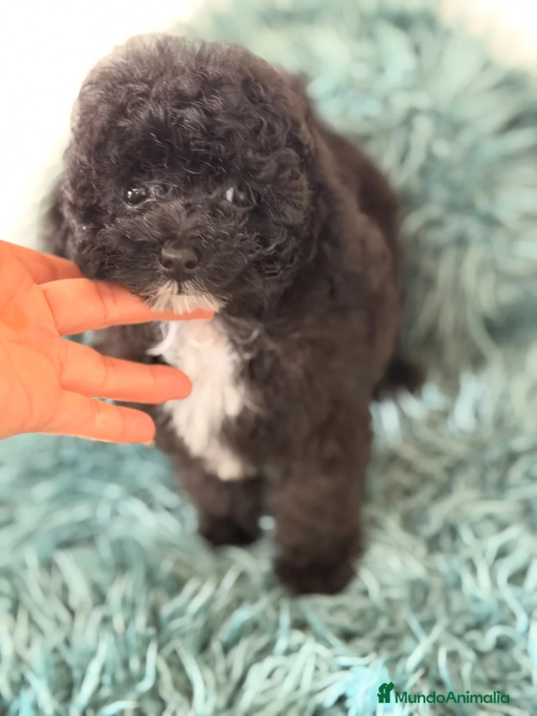 Caniche Toy perros en venta: Caniche hembra toy - Anuncio 2