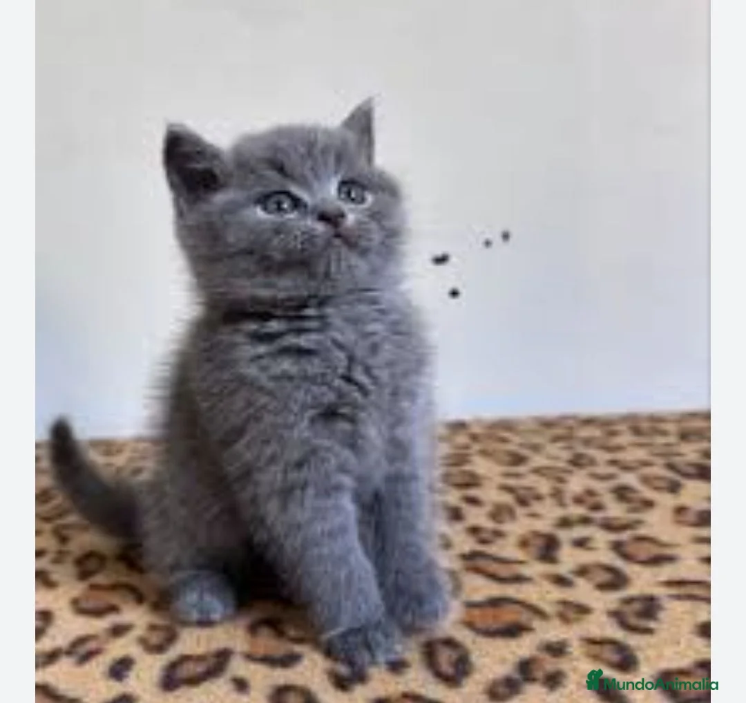 Británico de Pelo Corto gatos en venta: British shorthair  - Anuncio 4