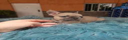 Bulldog Francés perros en venta: Machitos de bulldog francés  - Anuncio 5
