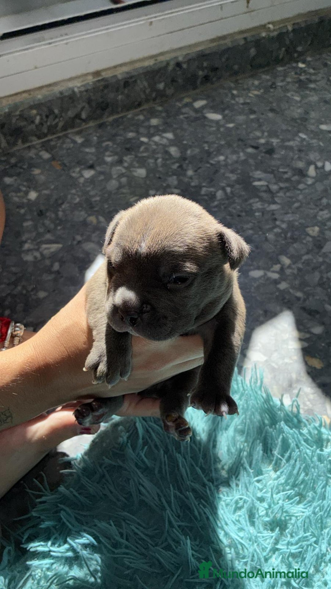 American Bully perros en venta: American bully pocket  - Imagen 3