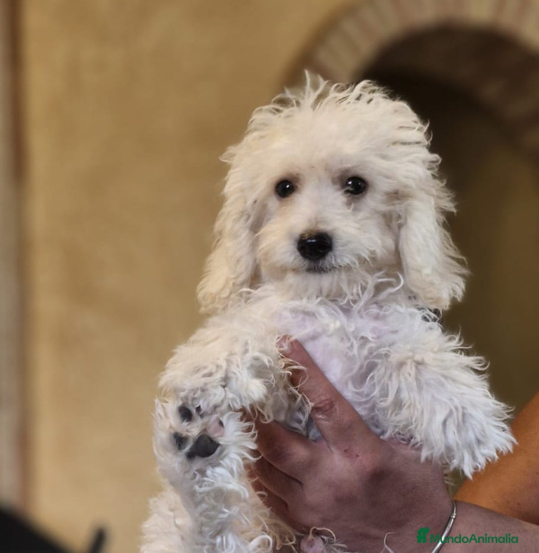 Caniche Toy perros en venta: Caniche toy - Imagen 3