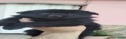Pastor Alemán perros en venta: CACHORROS DE PASTOR ALEMAN - Anuncio 5