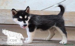 Husky Siberiano perros en venta: Hembrita de husky siberiana - Imagen 1