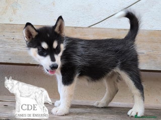 Husky Siberiano perros - Anuncio 4