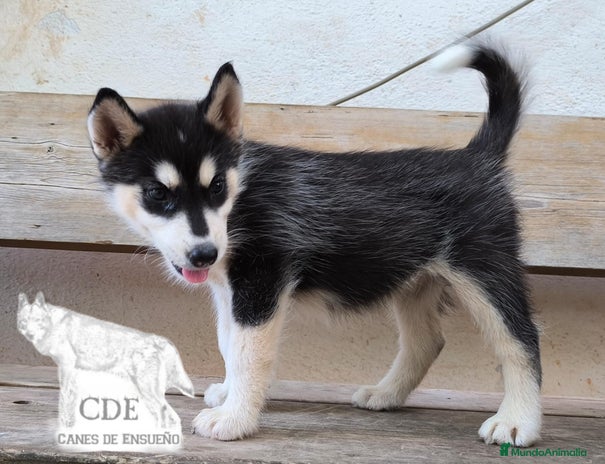 Husky Siberiano perros - Anuncio 7