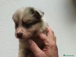 Border Collie perros - Anuncio 41
