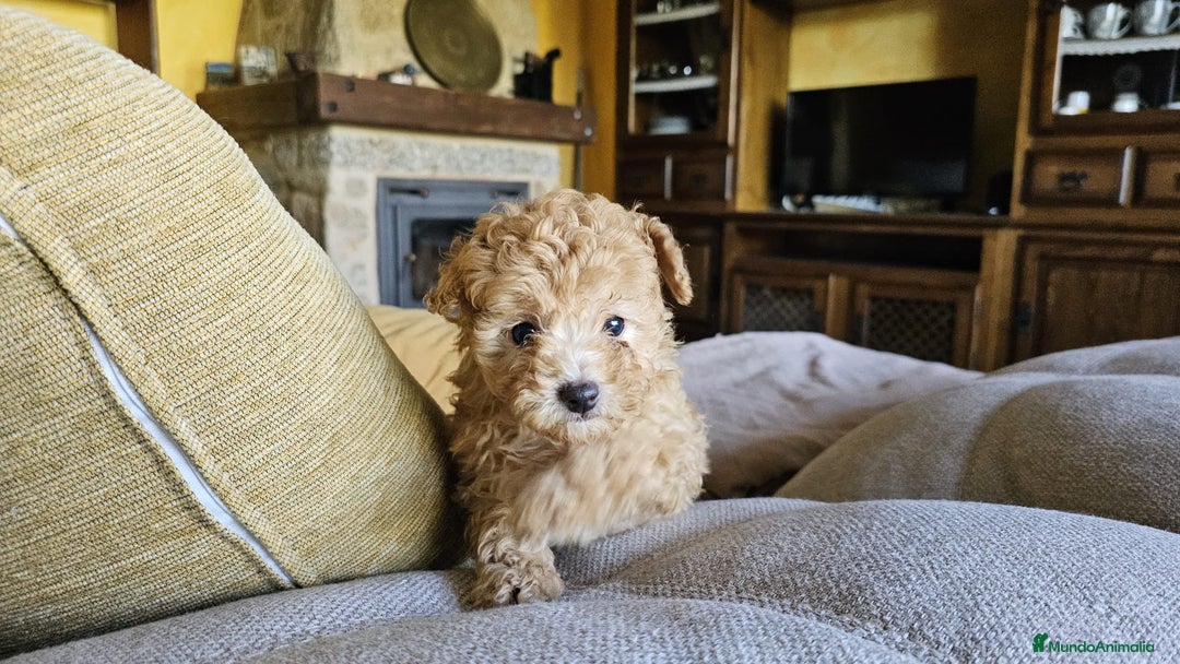 Caniche Toy perros en venta: Caniche toy - Imagen 1