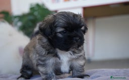 Maltipoo perros en venta: 🐾 Maxi y Boom – Maltipoo marrón oscuro ☕ - Imagen 2