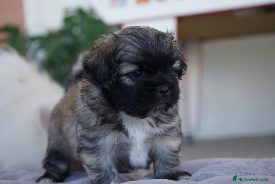 Maltipoo perros en venta: 🐾 Maxi y Boom – Maltipoo marrón oscuro ☕ - Imagen 2