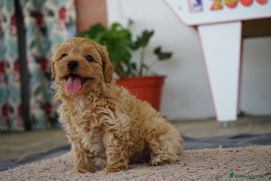 Maltipoo perros en venta: 🌟 Pequeños, tiernos y llenos de vida 💛 - Imagen 1