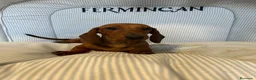 Teckel Miniatura perros en venta: TECKEL MINIATURA ROJO Y ARLEQUÍN ROJO - Anuncio 8