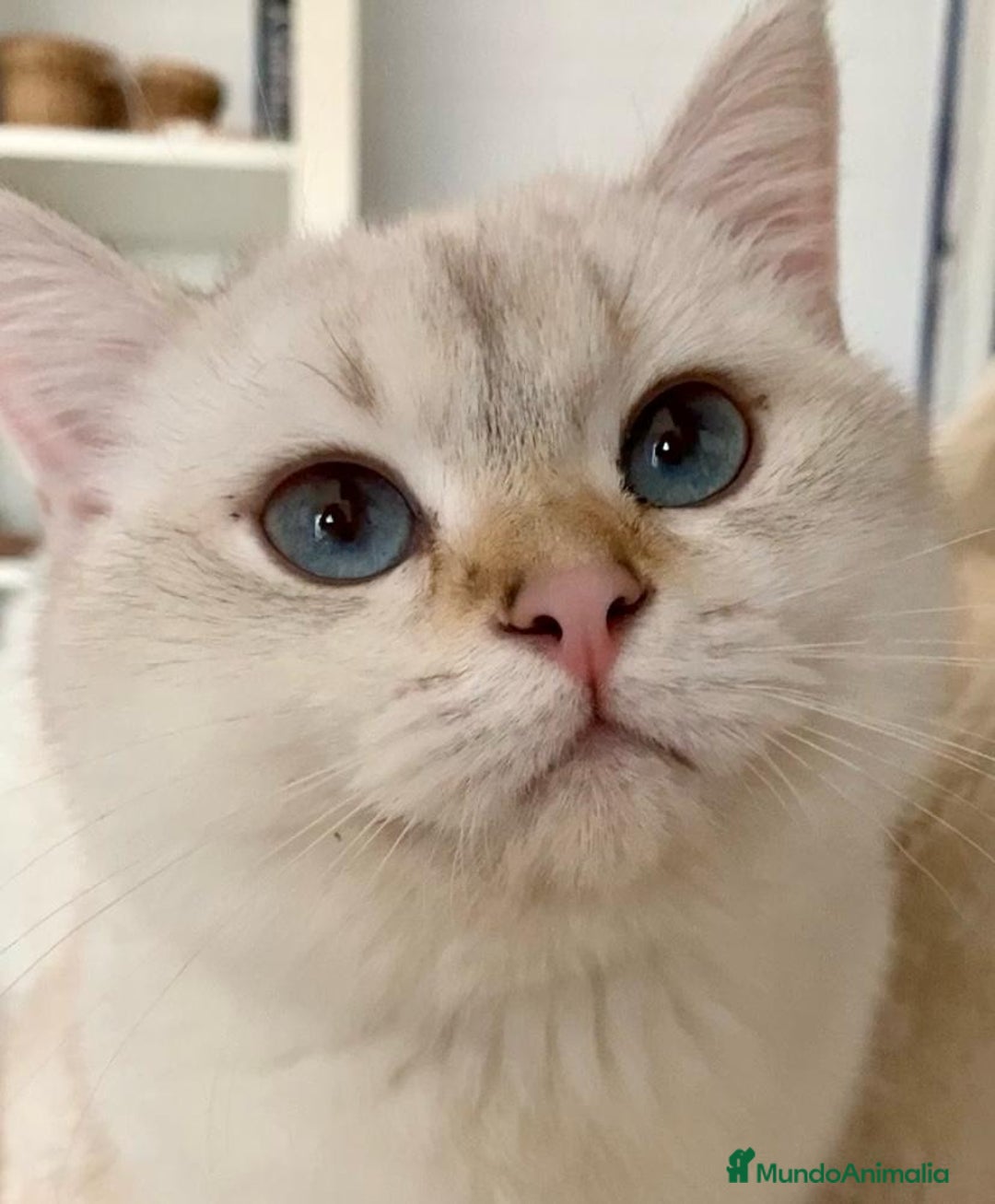 Británico de Pelo Corto gatos en venta: British shorthair - Anuncio 7