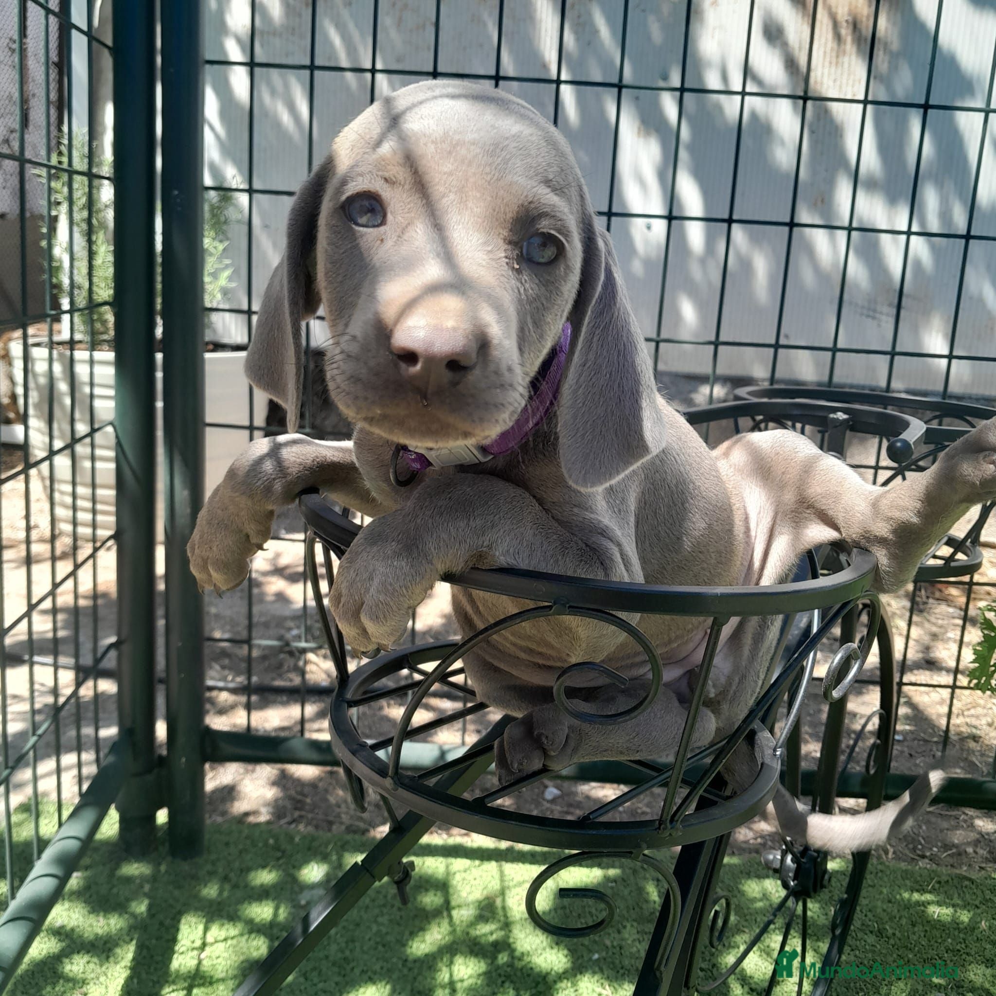 Weimaraner perros BRACO DE WEIMAR - Anuncio 1