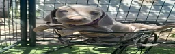 Weimaraner perros en venta: BRACO DE WEIMAR - Anuncio 26