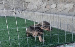 Teckel Miniatura perros en venta: TECKEL MINIATURA - Imagen 6