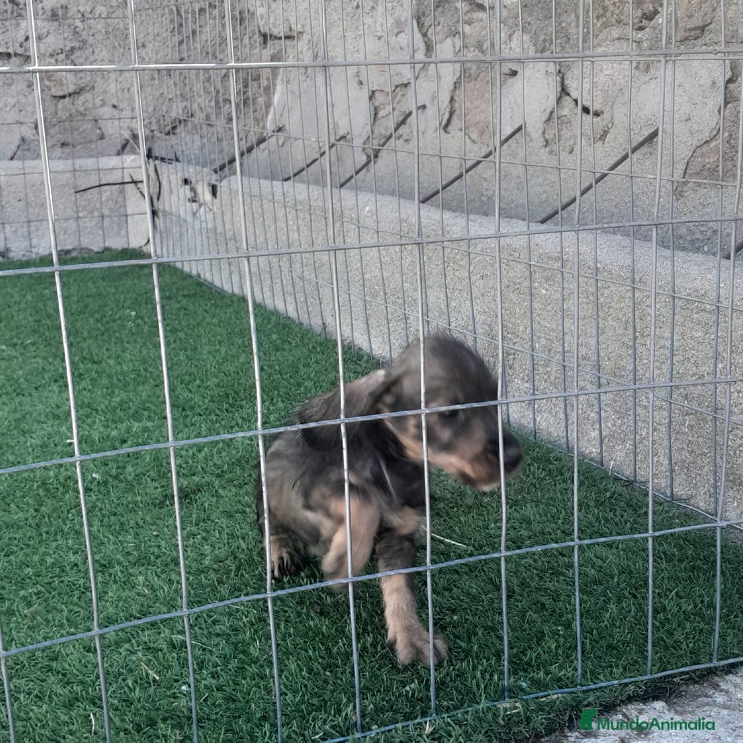 Teckel Miniatura perros en venta: TECKEL MINIATURA - Imagen 6
