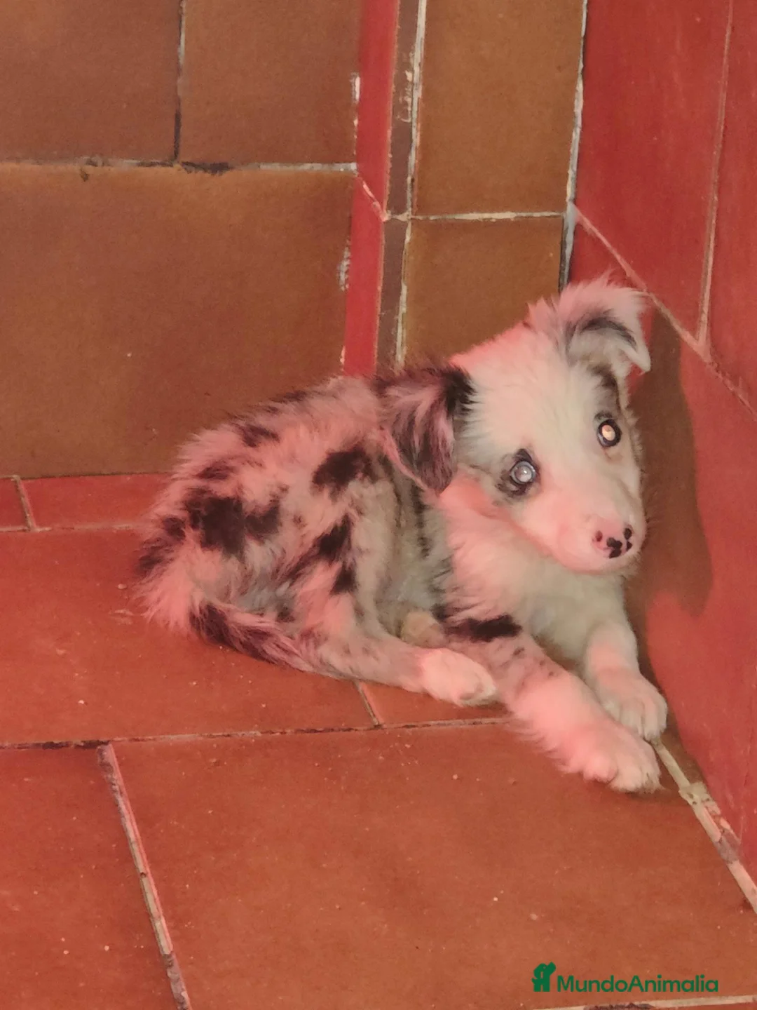 Border Collie perros en venta: Border collie blue Marle ojos azules - Anuncio 1