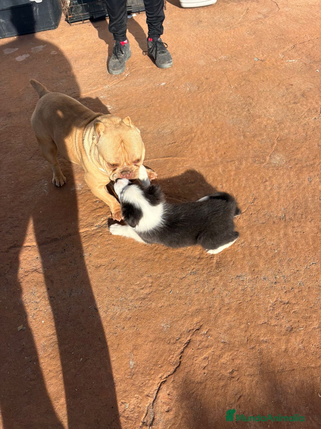 Border Collie perros en venta: Última Border collie hembra  - Anuncio 5