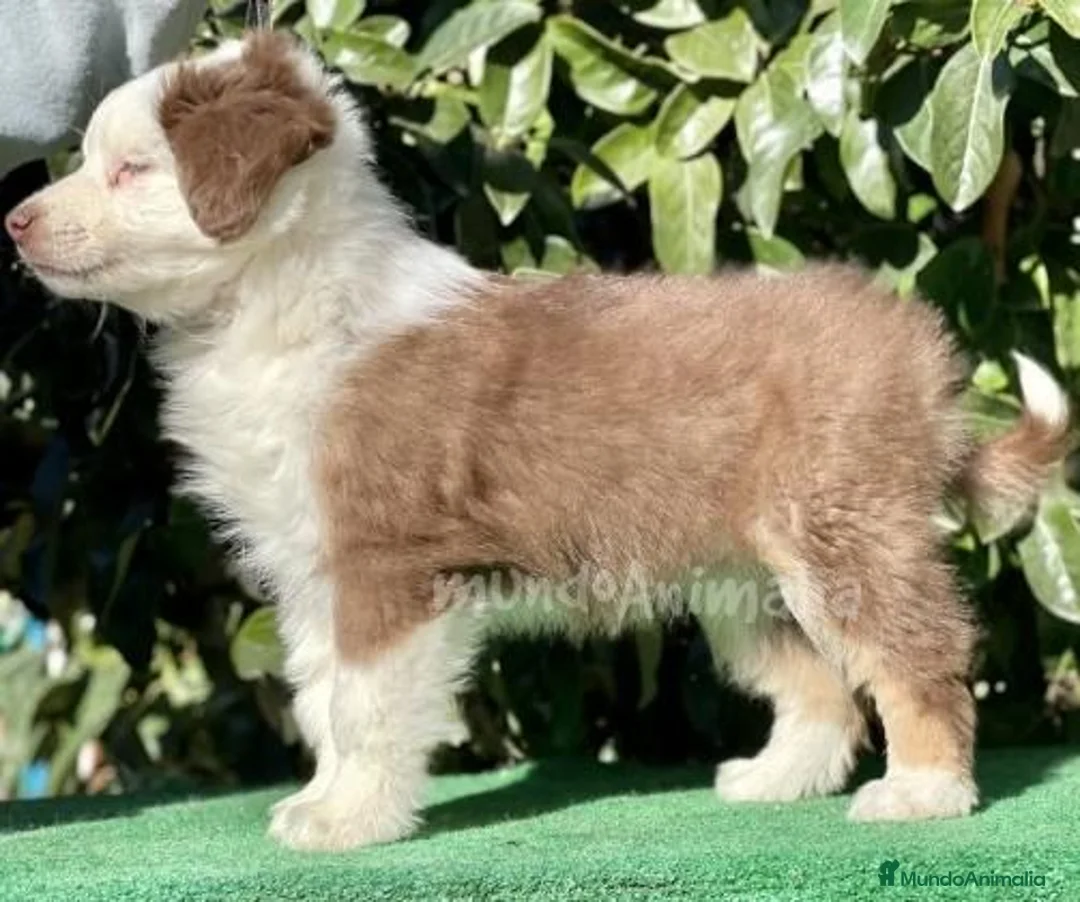 Imagen de galería {{count}}