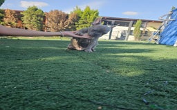 Bulldog Francés perros en venta: Bulldog francés lilac brindle - Imagen 2