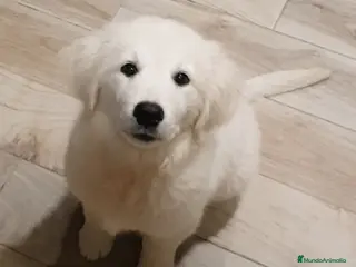 Golden Retriever perros Golden retriever - Anuncio 1