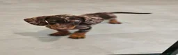 Teckel Miniatura perros en venta: Teckel Mini Arlequín ♂️ disponible  - Anuncio 4