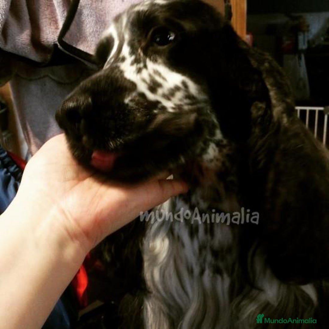 Imagen de galería {{count}}