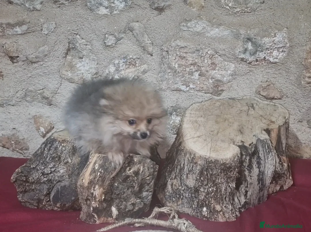 Pomerania perros en venta: Pomeranias  - Anuncio 2