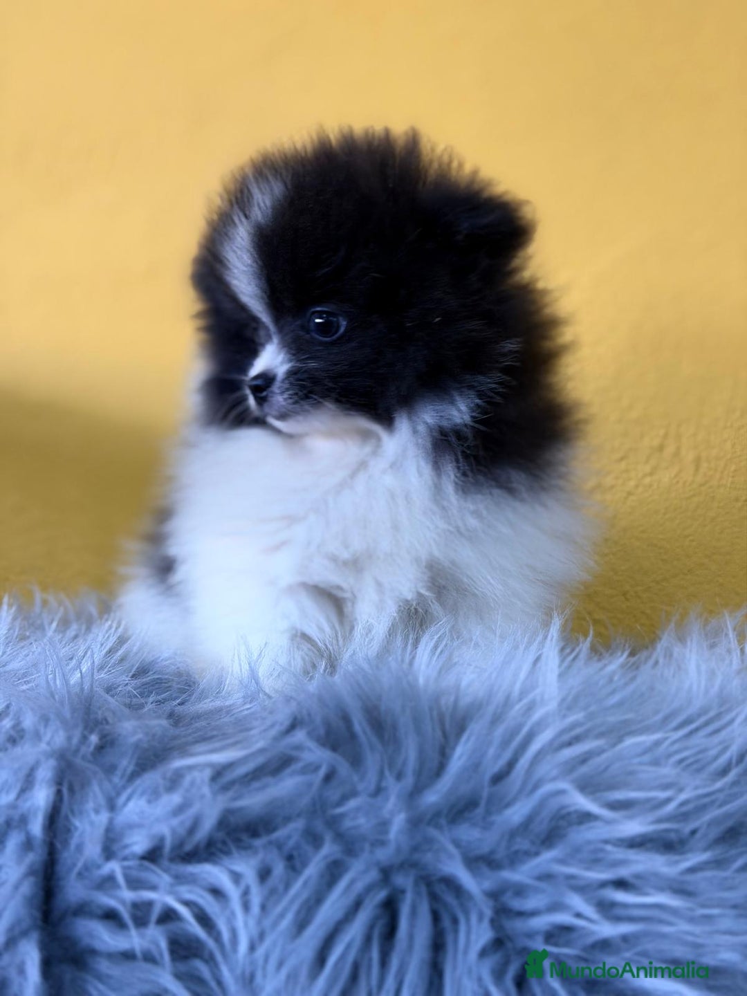 Pomerania perros en venta: Pomerania  - Anuncio 1