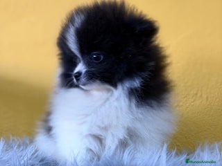 Pomerania perros Pomerania - Anuncio 1