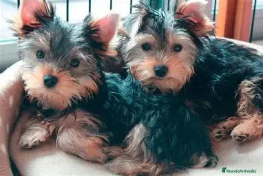 Yorkshire Terrier perros CACHORRO YORKSHIRE - MACHOS - Anuncio 2