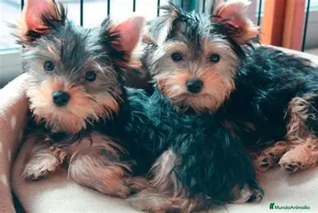Yorkshire Terrier perros en venta: CACHORRO YORKSHIRE - MACHOS - Anuncio 1