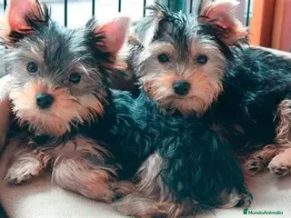 Yorkshire Terrier perros CACHORRO YORKSHIRE - MACHOS - Anuncio 1