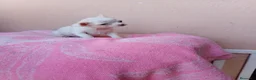 Chihuahua perros en venta: Chihuahua toy - Anuncio 2