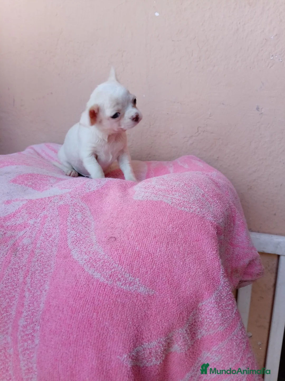 Chihuahua perros en venta: Chihuahua toy - Anuncio 2