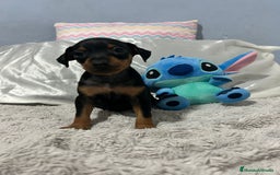 Pinscher Miniatura perros en venta: Pinscher miniatura  - Imagen 4